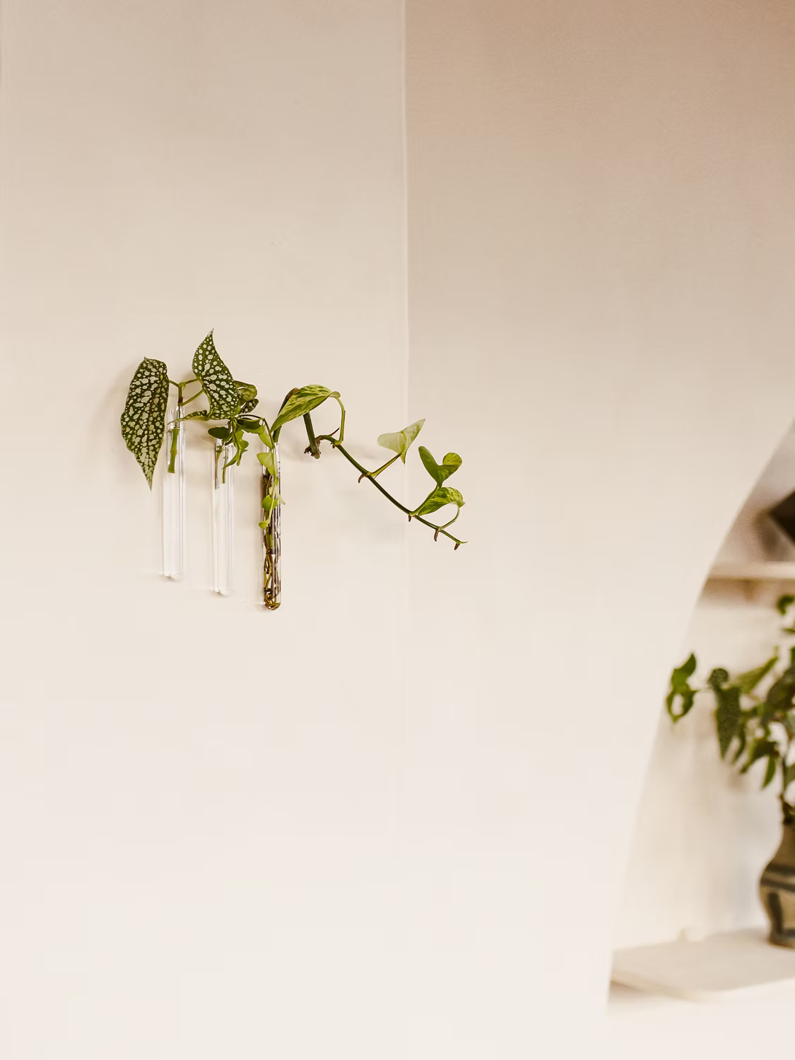 Lot de 3 Soliflores simple Walleaf