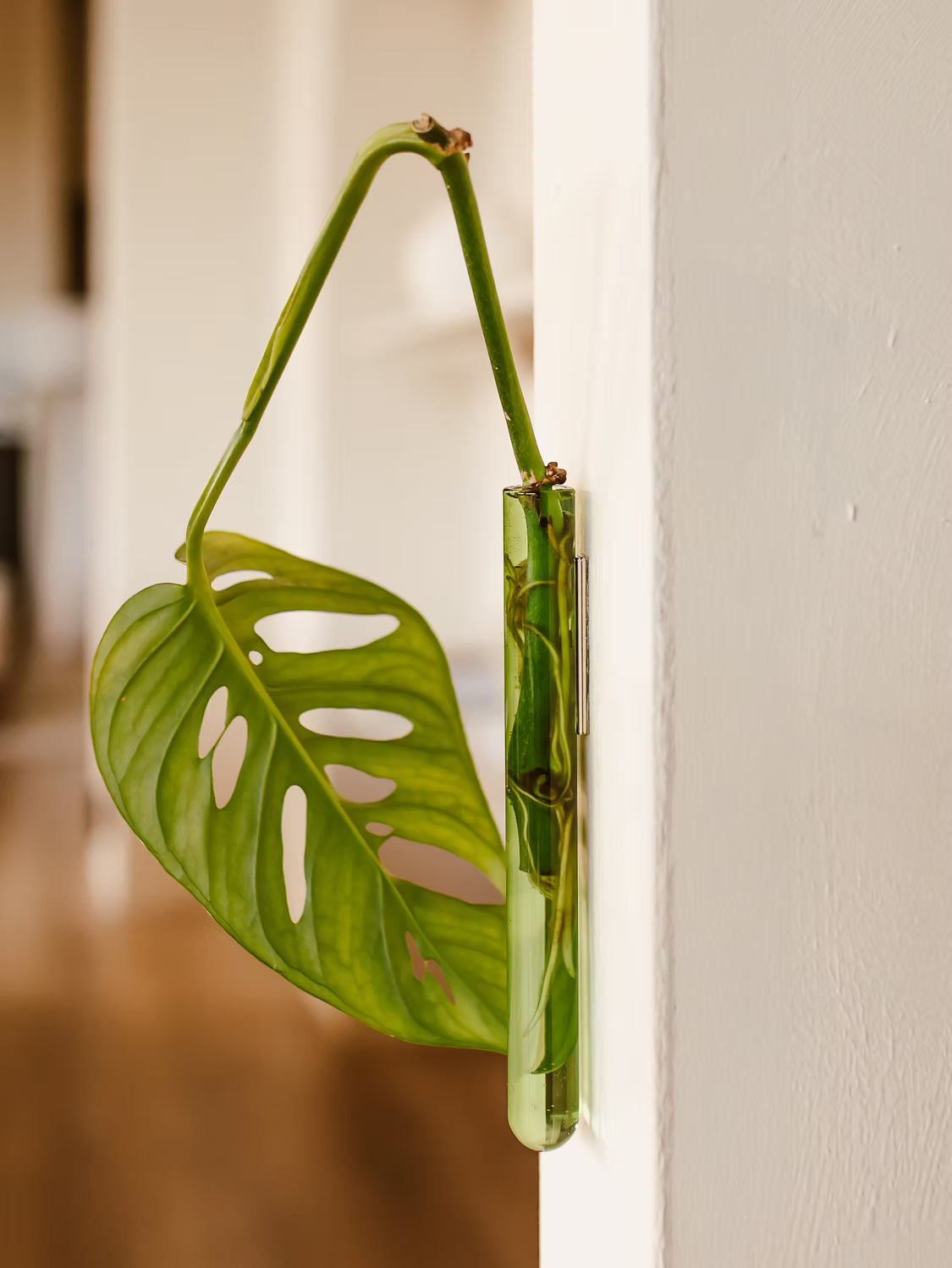 Soliflore Walleaf simple