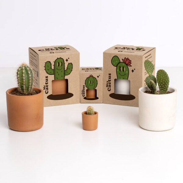 Kit resetea the Cactus Resetea