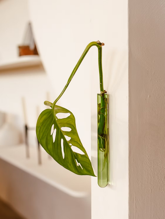 Soliflore Walleaf simple