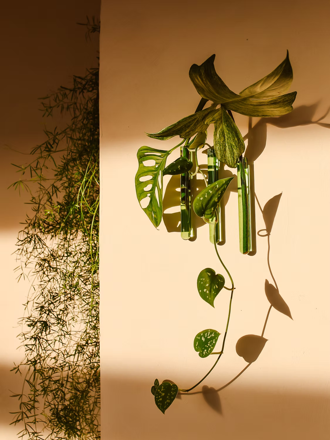 Lot de 3 Soliflores simple Walleaf