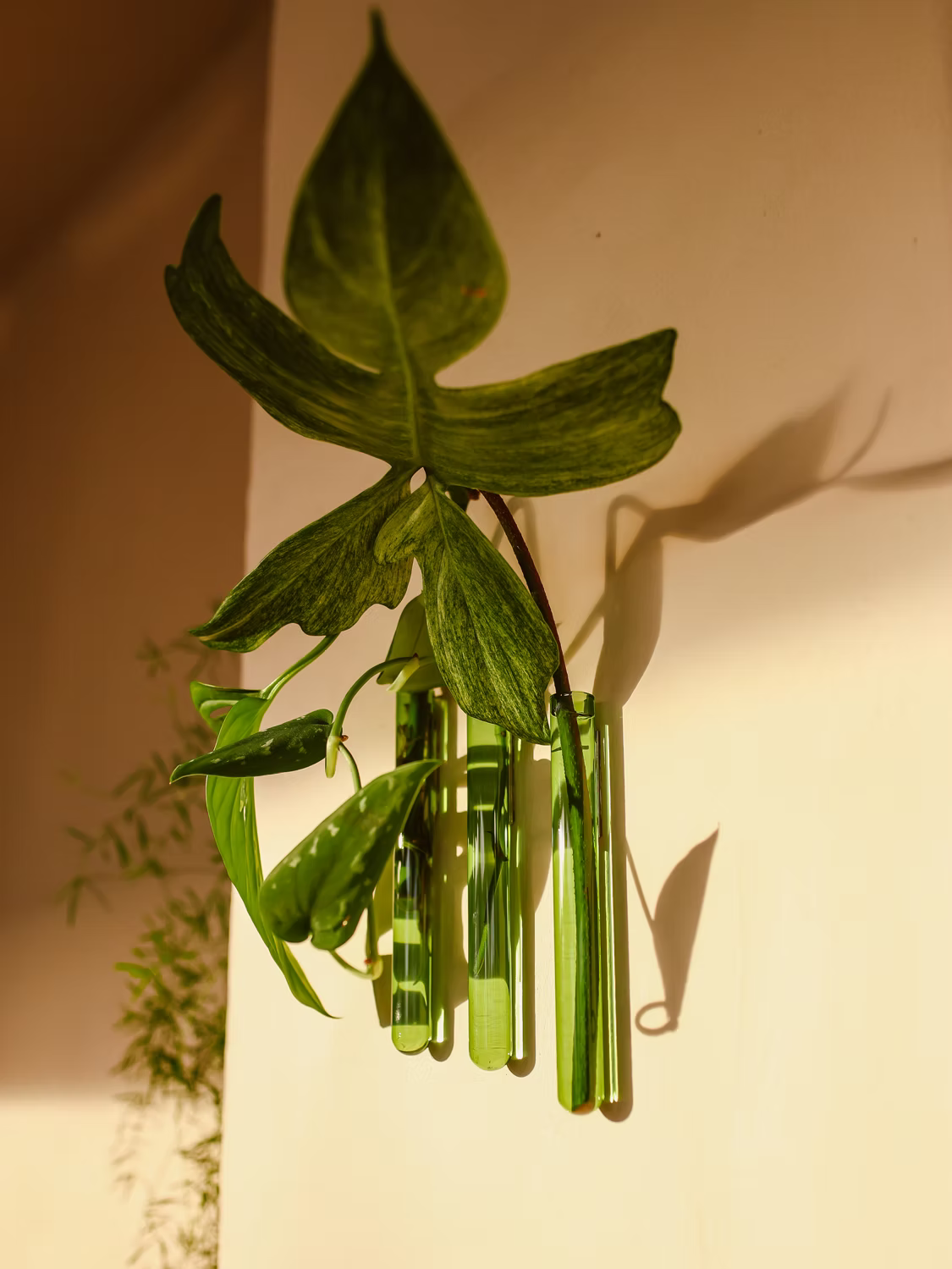 Lot de 3 Soliflores simple Walleaf