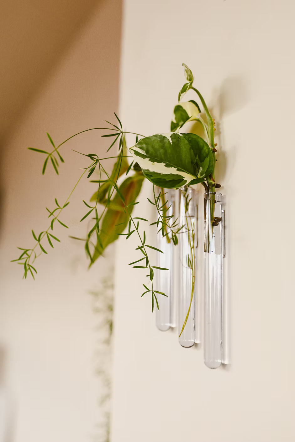 Lot de 3 Soliflores simple Walleaf