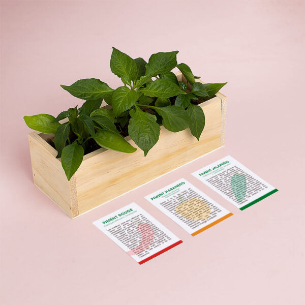 Kit de plantation epices Resetea 2